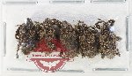 Scientific lot no. 1121 Curculionidae (5 pcs)