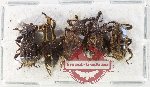 Scientific lot no. 1117 Curculionidae (5 pcs)