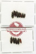Scientific lot no. 1115 Curculionidae (Cossoninae spp.) (12 pcs)
