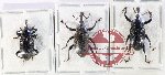 Scientific lot no. 1104 Curculionidae (3 pcs)