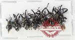 Scientific lot no. 1102 Curculionidae (7 pcs)