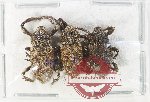 Scientific lot no. 1116 Curculionidae (3 pcs)