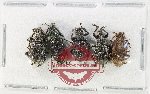 Scientific lot no. 1119 Curculionidae (5 pcs)
