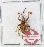 Curculionidae sp. 196
