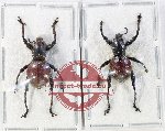Scientific lot no. 1105 Curculionidae (2 pcs A2)