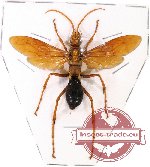 Scientific lot no. 35 - (Pompilidae) 1pc