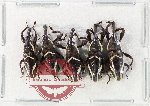 Scientific lot no. 1103 Curculionidae (5 pcs)