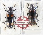 Scientific lot no. 234 Erotylidae (2 pcs)