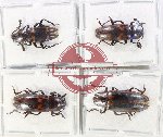 Scientific lot no. 233 Erotylidae (4 pcs)