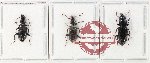 Scientific lot no. 1008 Carabidae (3 pcs)