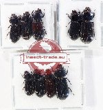 Scientific lot no. 199 Passalidae (9 pcs - 3 pcs A2)