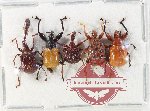 Scientific lot no. 114 Attelabidae (5 pcs)