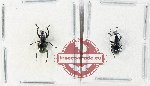 Scientific lot no. 112 Attelabidae (2 pcs - 1 pc A2)