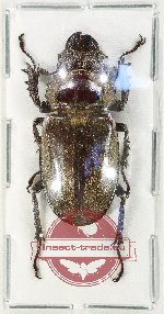 Lucanus jibii