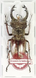 Lucanus jibii