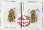 Dascillidae Scientific lot no. 14 (2 pcs)