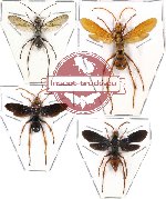 Scientific lot no. 36 - (Pompilidae) 4 pcs A-