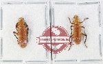 Scientific lot no. 134 Cleridae (2 pcs)