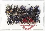 Scientific lot no. 433 Rutelinae (10 pcs)