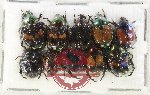 Scientific lot no. 430 Rutelinae (10 pcs)