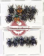 Scientific lot no. 428 Rutelinae (13 pcs)