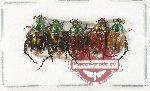 Scientific lot no. 432 Rutelinae (5 pcs)