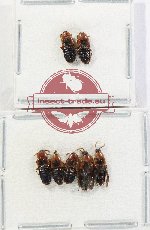 Scientific lot no. 253 Staphylinidae (7 pcs)