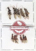 Scientific lot no. 239 Staphylinidae (9 pcs)