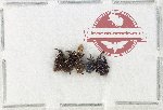 Scientific lot no. 115 Attelabidae (6 pcs)