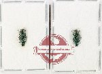 Scientific lot no. 140 Buprestidae (Agrilus sp.) (2 pcs)