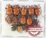 Scientific lot no. 116 Attelabidae (13 pcs)