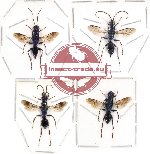 Scientific lot no. 37 - (Ampulicidae) 4pcs