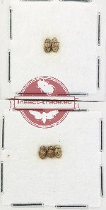 Hydrophilidae Scientific lot no. 398 (5 pcs)