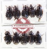 Hybosorinae Scientific lot no. 135 (10 pcs)