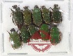 Scientific lot no. 82 Cetoniidae (10 pcs)