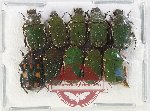 Scientific lot no. 81 Cetoniidae (10 pcs)