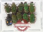 Scientific lot no. 80 Cetoniidae (10 pcs)