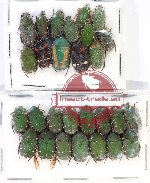 Scientific lot no. 75 Cetoniidae (28 pcs)