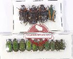 Scientific lot no. 76 Cetoniidae (14 pcs)