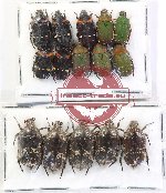 Scientific lot no. 78 Cetoniidae (15 pcs)