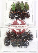 Scientific lot no. 77 Cetoniidae (17 pcs)