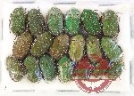 Scientific lot no. 83 Cetoniidae (19 pcs)