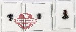 Hydrophilidae Scientific lot no. 395 (6 pcs)