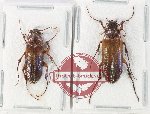 Cebrionidae Scientific lot no. 7 (2 pcs)