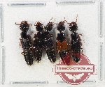 Scientific lot no. 256 Staphylinidae (5 pcs)