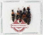 Scientific lot no. 255 Staphylinidae (5 pcs)