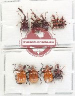 Scientific lot no. 117 Attelabidae (9 pcs)