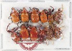 Scientific lot no. 118 Attelabidae (12 pcs)