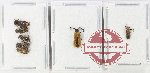 Scientific lot no. 103 Cantharidae (7 pcs)
