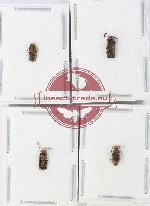 Scientific lot no. 102 Cantharidae (4 pcs)